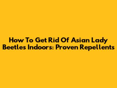 How To Get Rid Of Asian Lady Beetles Indoors: Proven Repellents