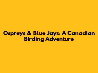 Ospreys & Blue Jays: A Canadian Birding Adventure